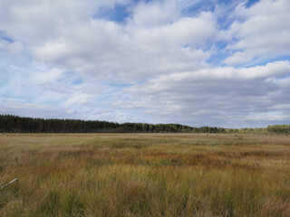 Obraz premium High, dry, swamp grass against the background of a forest and a beautiful sky with clouds.