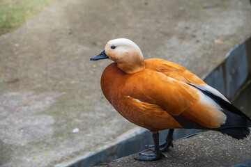 Ruddy shelduck Tadorna ferruginea stands on stone pavement