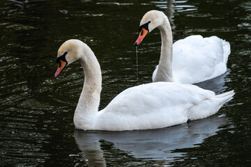Two graceful white swans swim in the dark water.