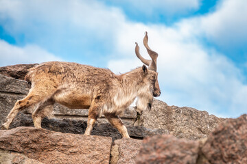 Markhor, Capra falconeri, wild goat native to Central Asia, Karakoram and the Himalayas standing on rock on blue sky background