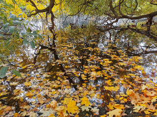 Autumn in the park. Willow with yellowing and falling leaves, bent over a pond in which ducks and...