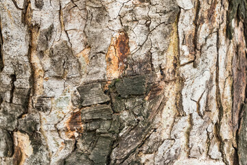 Rough and dry. Tree trunk. Tree bark texture. Tree stem cover closeup. Mature tree covered with moss. Woody plant. Forest nature. Natural background.