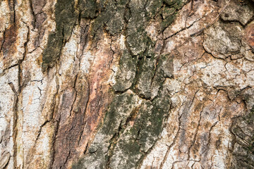 Rough and dry. Tree trunk. Tree bark texture. Tree stem cover closeup. Mature tree covered with moss. Woody plant. Forest nature. Natural background.