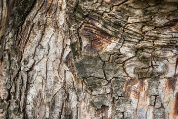 Rough and dry. Tree trunk. Tree bark texture. Tree stem cover closeup. Mature tree covered with moss. Woody plant. Forest nature. Natural background.