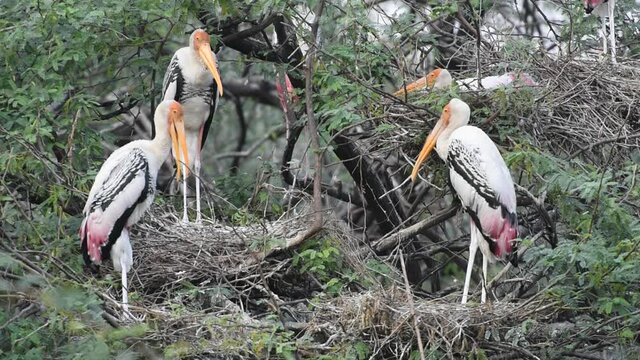Painted storks in their nest with chickens.