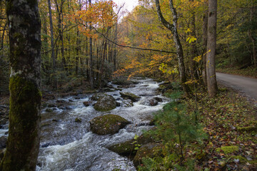 Cascading mountain stream in the fall Great Smoky Mountains National Park