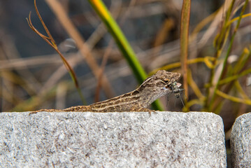 Small lizard with a big prey in his mouth, Everglades NP