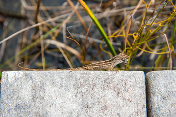 Small lizard with a big prey in his mouth, Everglades NP