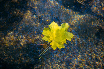 Autumn yellow maple leaves on glowing water surface. Fallen foliage in the stream. Beautiful nature background, copy space.