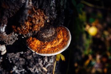 Medicinal tree mushroom chaga on the trunk of old birch, close-up. Orange parasite mushroom in...