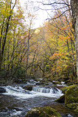 Cascading mountain stream in the fall Great Smoky Mountains National Park