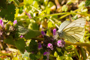 Ein weißer Schmetterling an einer Taubnesselblüte