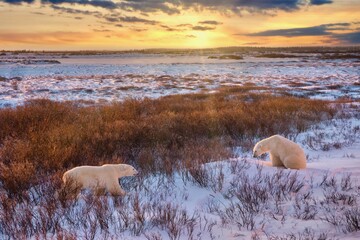 Two wild polar bears (Ursus maritimus) about to meet each other at sunrise, in their natural habitat with willow shrubs and a snowy tundra landscape, near Churchill, Manitoba, Canada. - obrazy, fototapety, plakaty