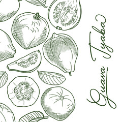 Guava sketch. Hand drawing of guava, fresh fruits and leaves. Black and white illustration