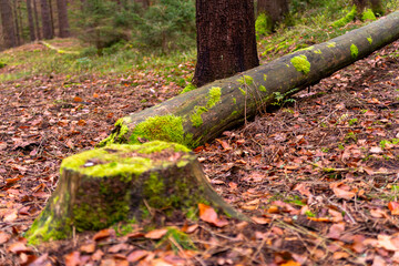 Broken trees in the forest. Green moss. Forest landscape. Nature and wildlife. 