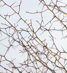 Needles on the branches of a plant in winter.