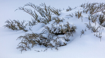 Small coniferous plant in the snow