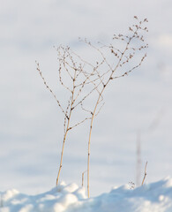 Fototapeta na wymiar Grass frozen in the snow as a background.