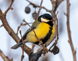 Obraz premium Portrait of a yellow bird on the branches of a tree