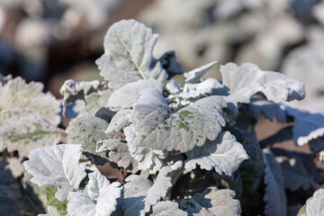 Plant with white leaves in the ground.