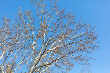 Bare branches of poplar on a background of sky.