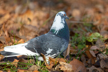 Portrait of a dove in the park
