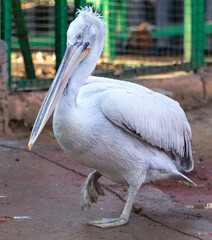 Pelican bird portrait at zoo.