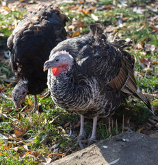 Portrait of a turkey in the park.