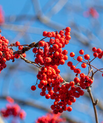 Red rowan berries on a background of  sky.