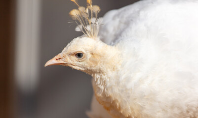 Portrait of a white peacock in the park.