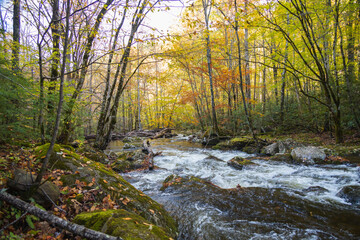 Cascading mountain stream in the fall Great Smoky Mountains National Park