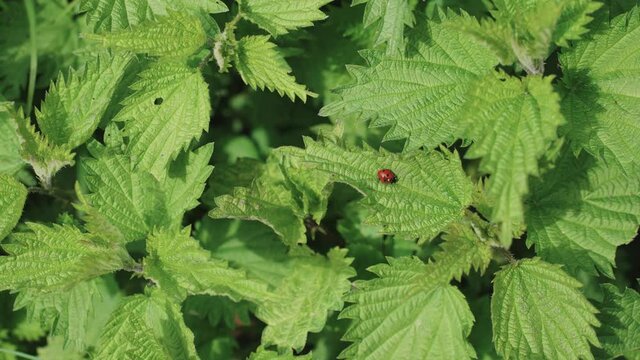 Colorful little ladybug perched peacefully on a green nettle leaf. Concepts of insects, arthropods and entomology. Coleopteran Coccinellidae family.