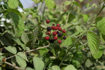 Wild raspberry bush with ripe fruit