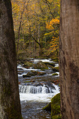 Obraz premium Cascading mountain stream in Great Smoky Mountains National Park 