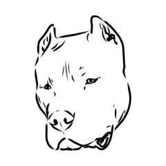 Sketch of Dog Pit bull terrier. Vector Illustration