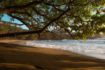 Tree over a Tropical Beach