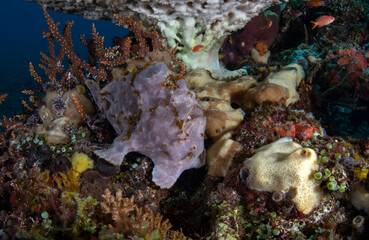 Giant Frogfish, living in a coral reef. Underwater world of Tulamben, Bali, Indonesia.
