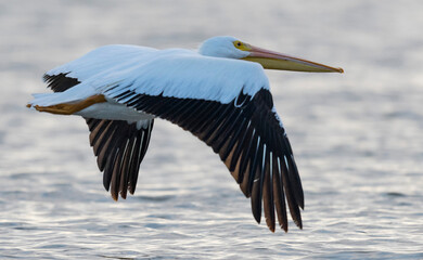 Great white pelican in Flight