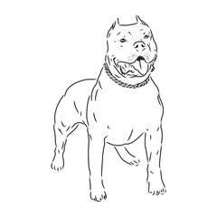 Sketch of Dog Pit bull terrier. Vector Illustration