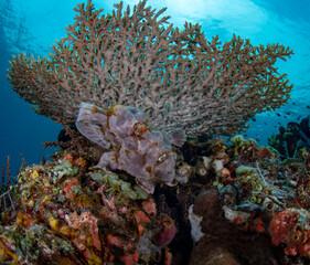 Giant Frogfish, living in a coral reef. Underwater world of Tulamben, Bali, Indonesia.