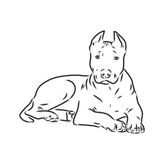 Sketch of Dog Pit bull terrier. Vector Illustration