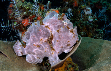 Giant Frogfish, living in a coral reef. Underwater world of Tulamben, Bali, Indonesia.