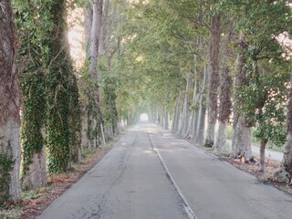 Bäume, Straße, Allee, trees, road, avenue 