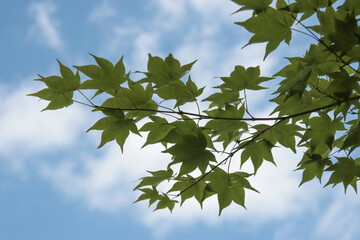 Green leaves on a branch of a maple tree.