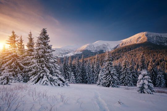 Snowy landscape on a frosty day, frozen trees in winter mountains.