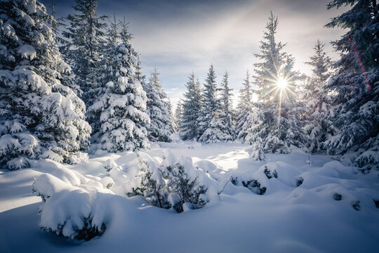 Fantastic snow-covered spruces on a frosty day. Carpathian mountains, Ukraine, Europe.