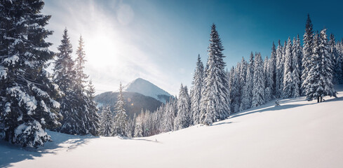 Fantastic snow-covered spruces on a frosty day. Carpathian mountains, Ukraine, Europe.