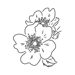 Rosa Hugonis ink sketch. Dog-rose. Isolated. Hand drawn outline style.