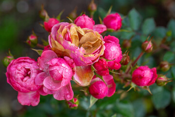 Rose bud hit by first autumn frost