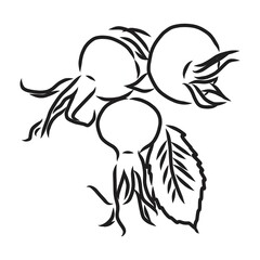Rosa Hugonis ink sketch. Dog-rose. Isolated. Hand drawn outline style.